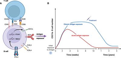 Alternative B Cell Differentiation During Infection and Inflammation